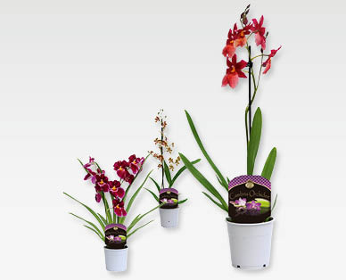 Orchidée orientale parfumée