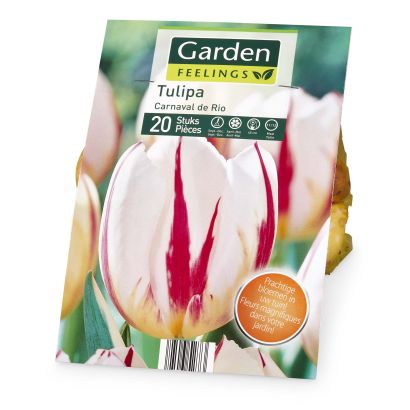 Bulbes de tulipes, 20 pcs