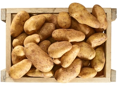 Pommes de terre de consommation "Adora"