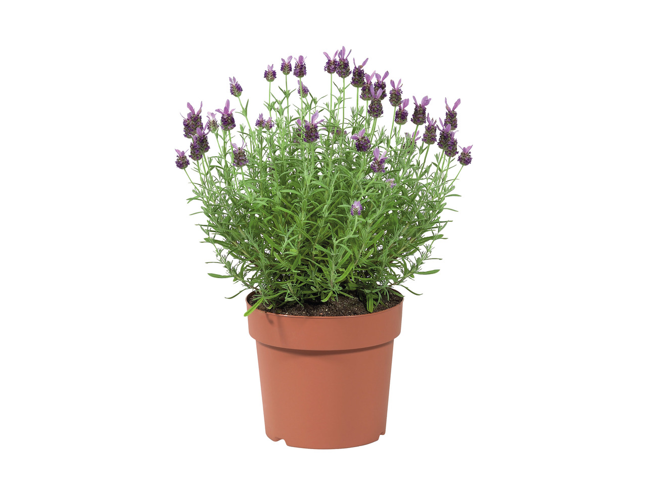 Large French Lavender1