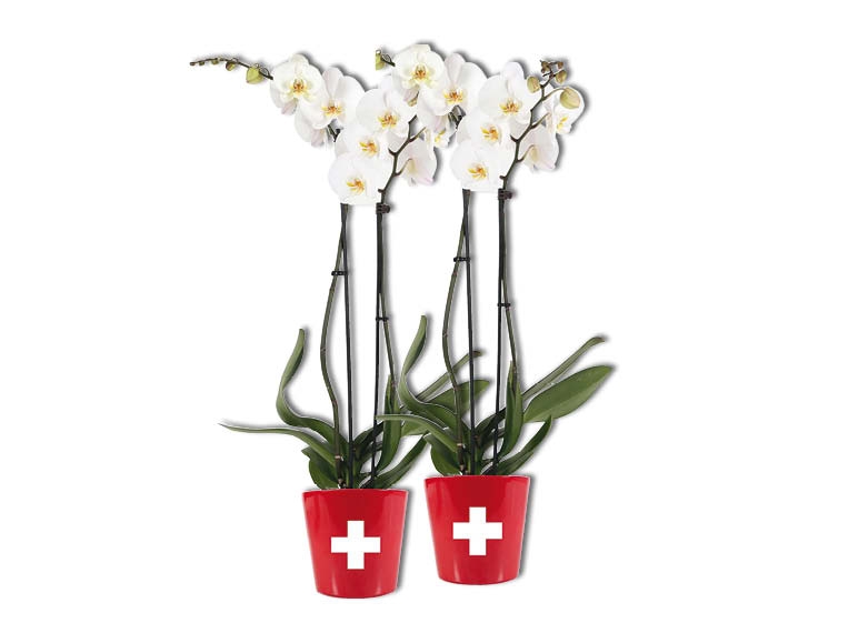 Phalaenopsis XXL dans un pot en céramique aux couleurs de la Suisse, 2 tiges