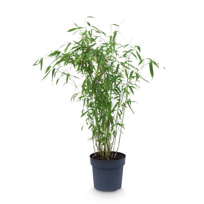 Bambou ou glycine