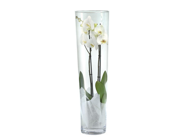 Phalaenopsis in Vase