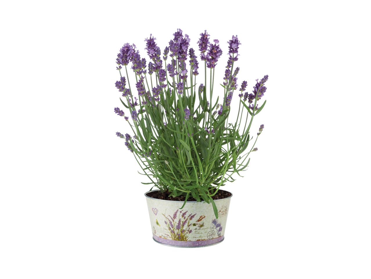 Florabest Plant Pot1