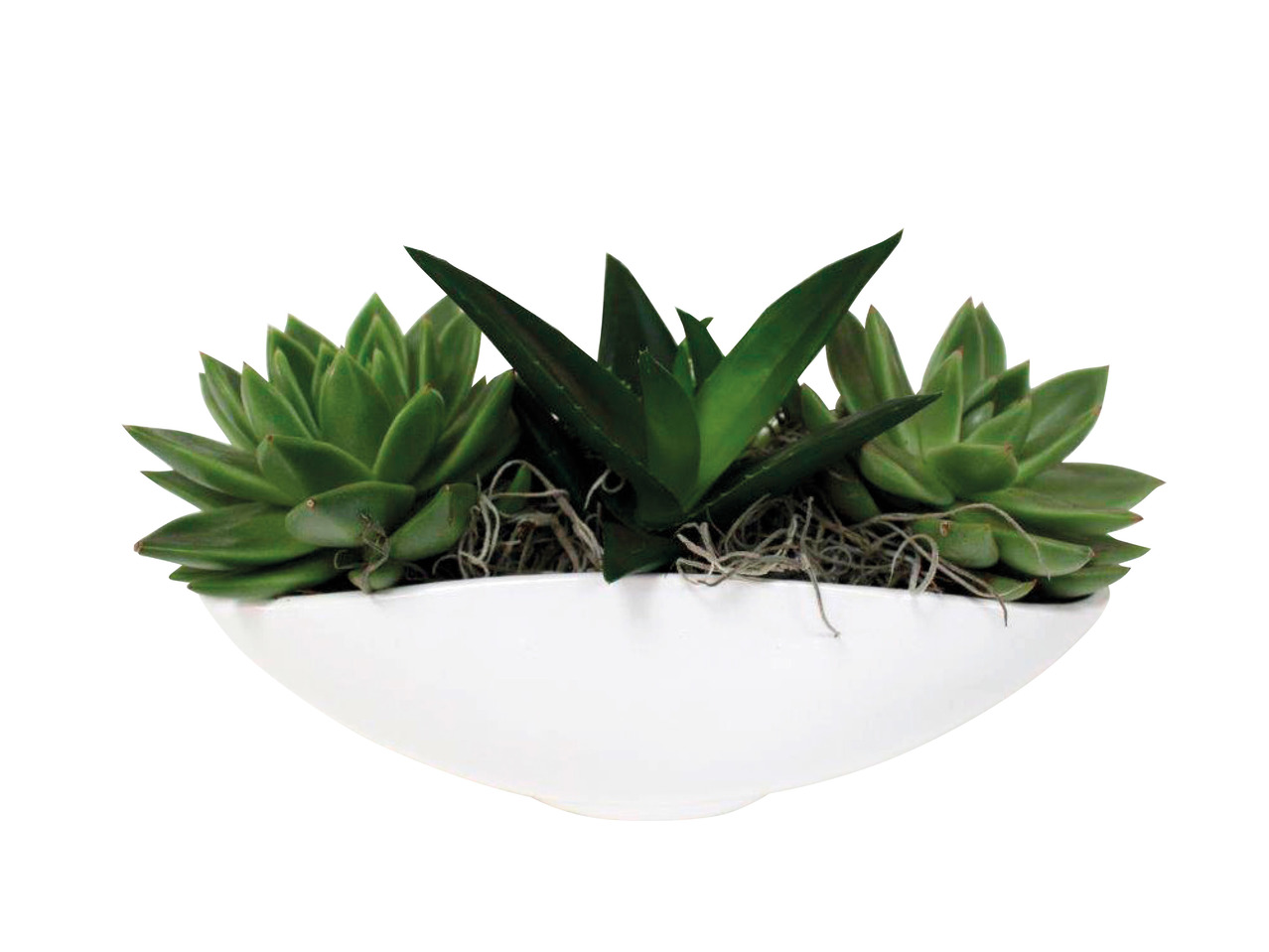 Succulents in Ceramic1