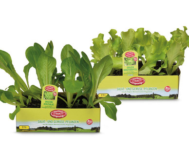 ZURÜCK ZUM URSPRUNG Bio-Salat-/Gemüsepflanze aus Österreich