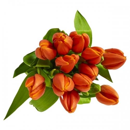 Bouquet de 12 tulipes