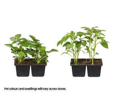 Assorted Seedlings 4pk
