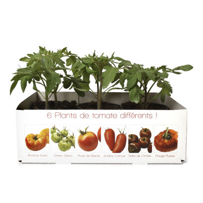 Plants de tomates, 6 pcs