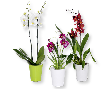 Sélection d'orchidées