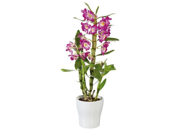 Orchidée dendrobium en pot céramique
