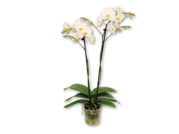 Dansk orkidé med 2 stilke