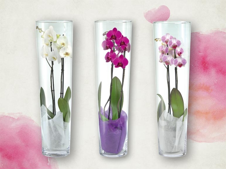 Phalaenopsis 2 tiges dans un vase en verre (dès le 11.2)