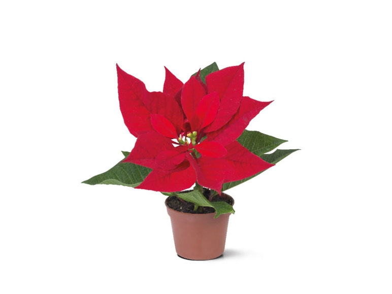 Mini Poinsettia - Available from 17th December