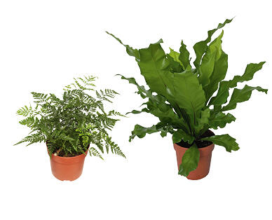 Assorted Indoor Plants 140mm