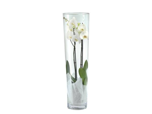 Exkluzív orchidea üvegben*