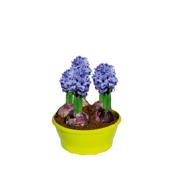 Bulbes à fleur en pot