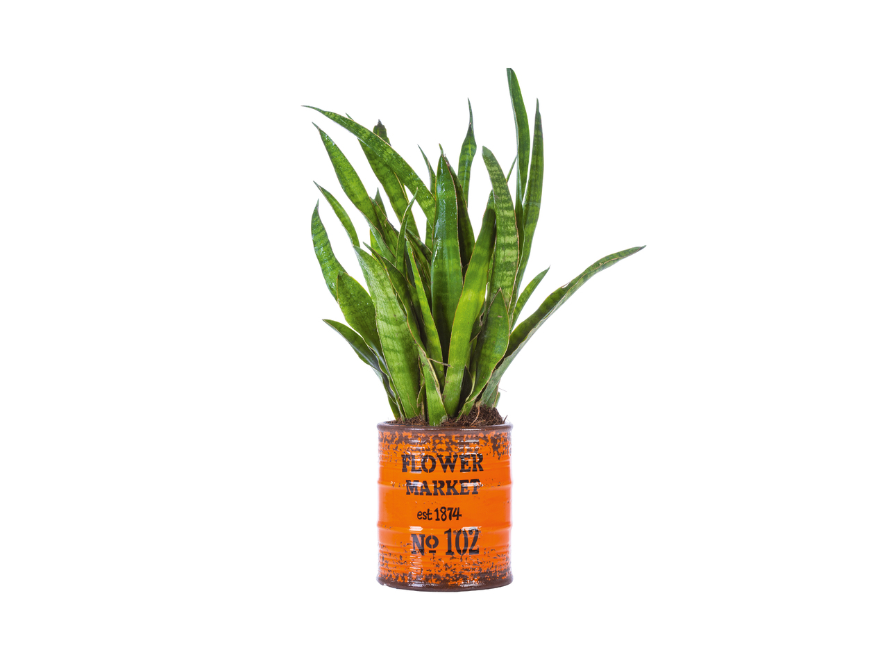 Plantas Variadas Vaso 6 cm