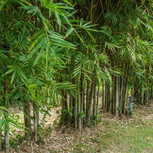Bambus oder Wisteria