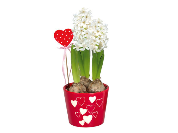 Valentine Hyacinth