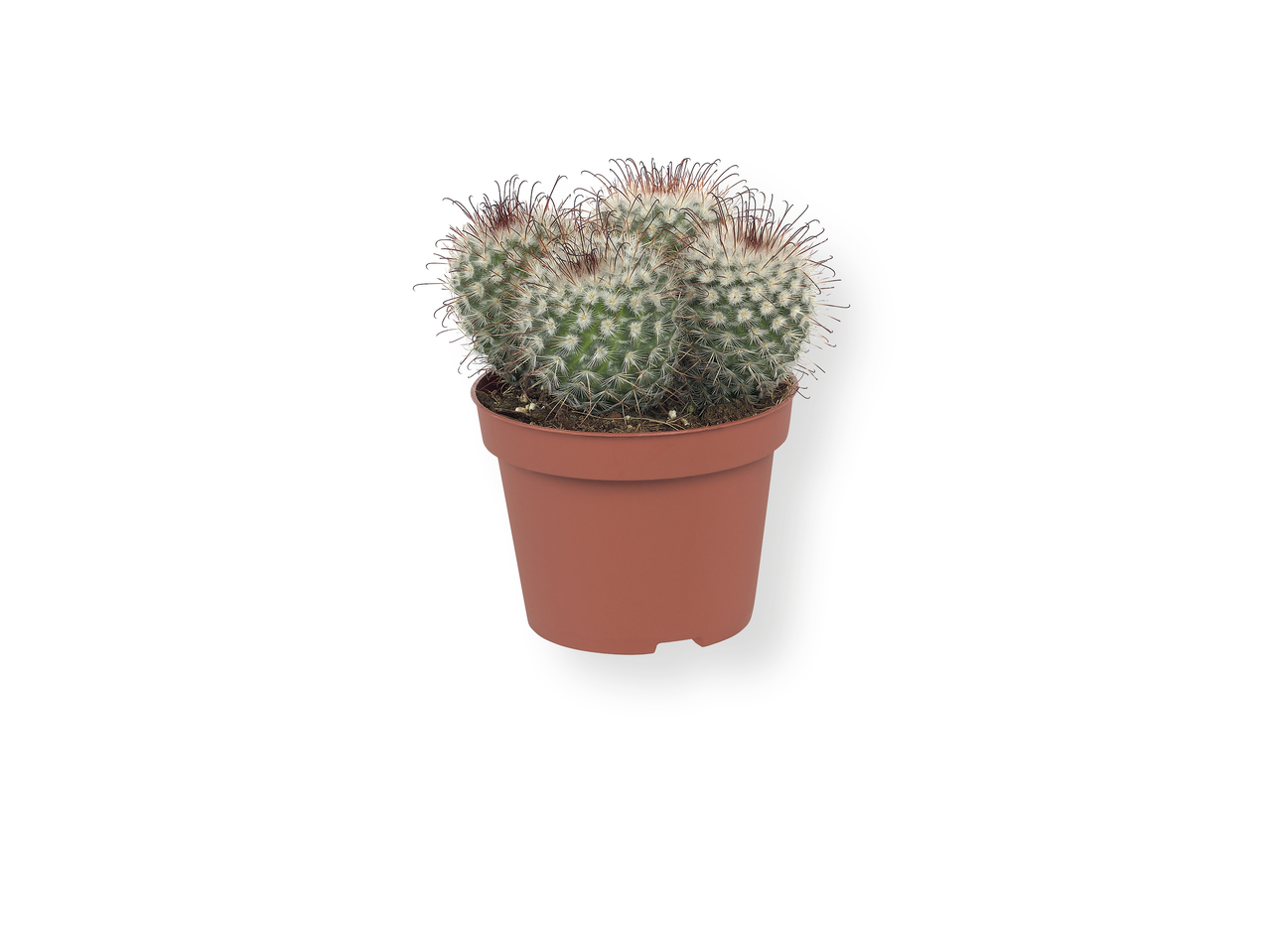 Cactus/Suculentas