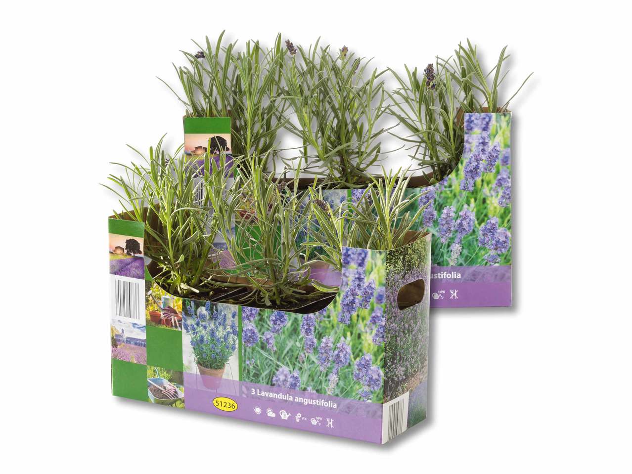 Lavendel angustifolia