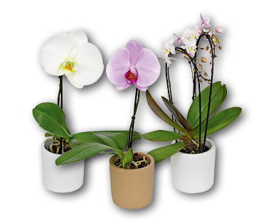 Orchidea esclusiva