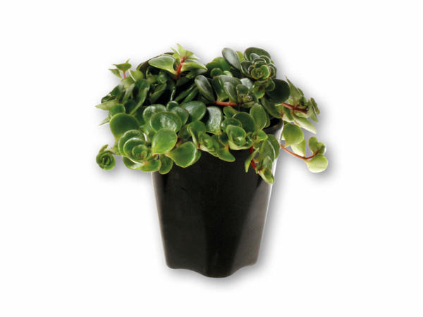 Grøn miniplante i sort keramik