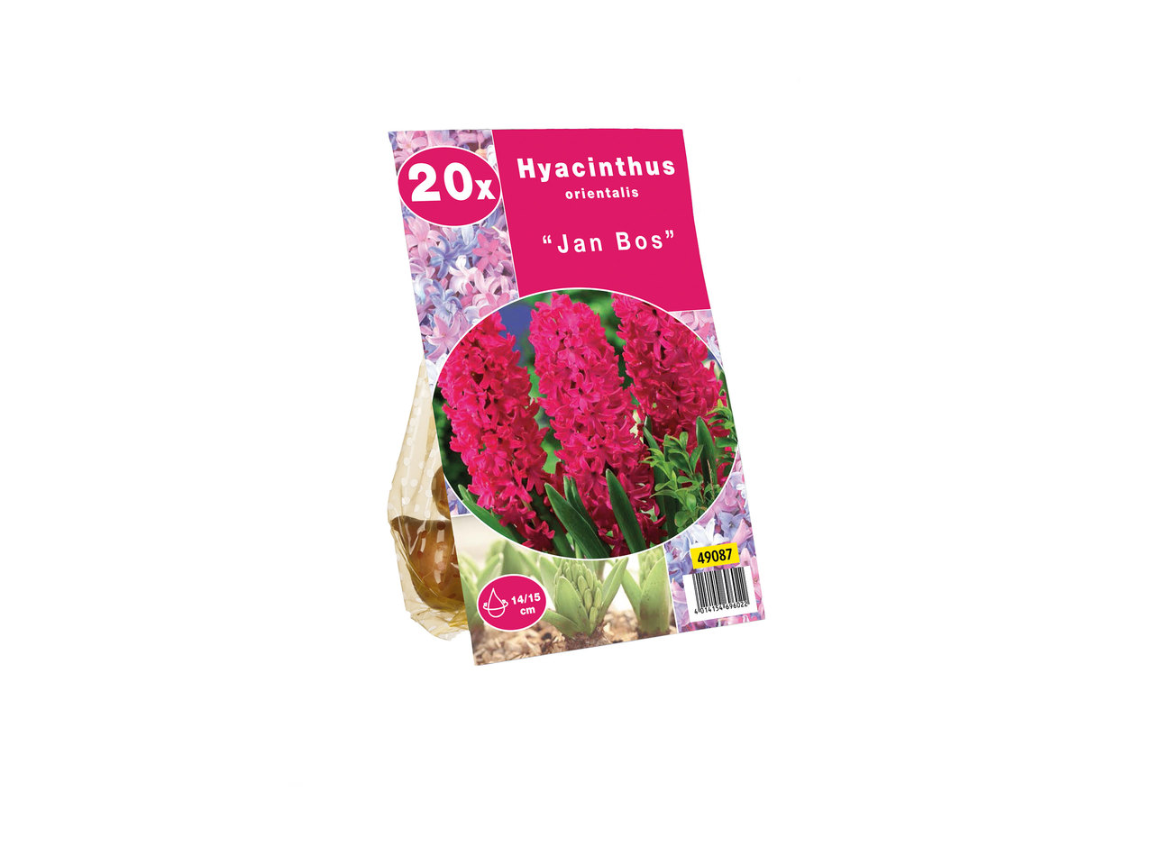 Hyacinth Bulbs1