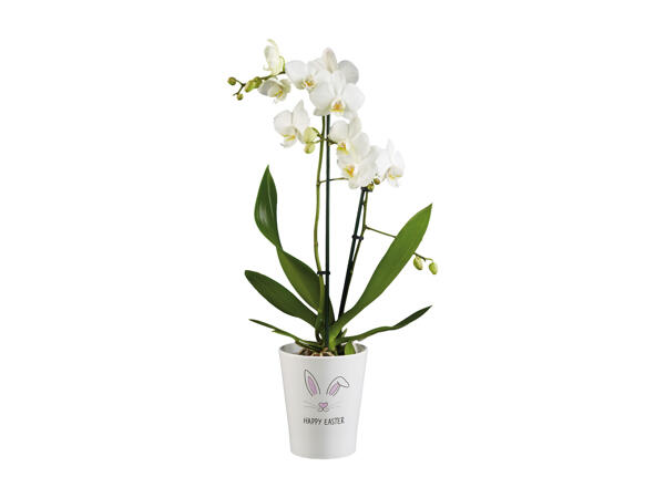 Phalaenopsis in decorative ceramic pot