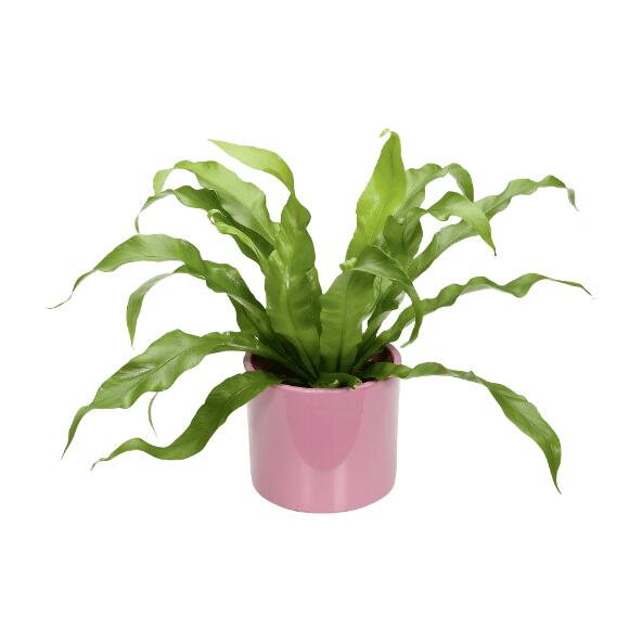 Plante verte ou succulentes en cache-pot céramique