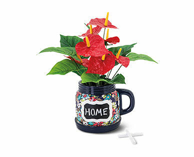 Gardenline Teacup or Mason Jar Planter