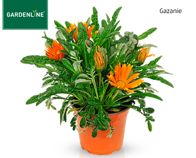 GARDENLINE(R) Italienische Blühpflanze