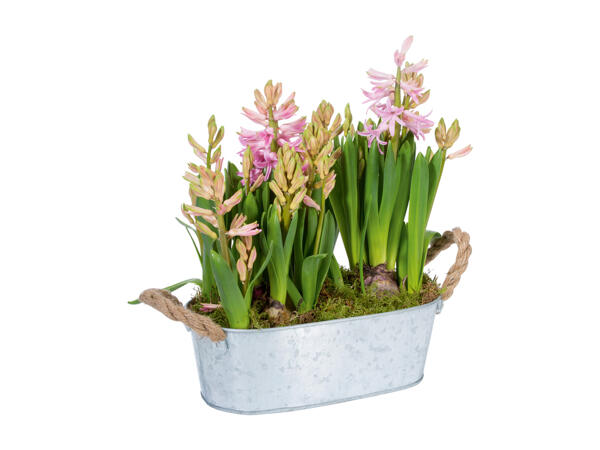 Hyacinths in a Metal Pot