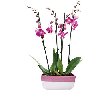GARDENLINE(R) Orchideen-Arrangement