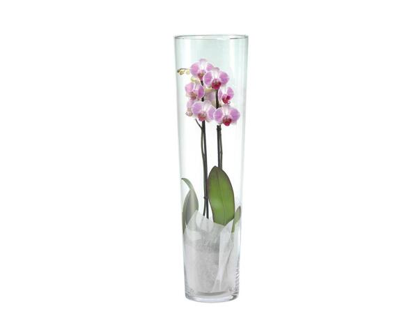 Exkluzív orchidea üvegben*