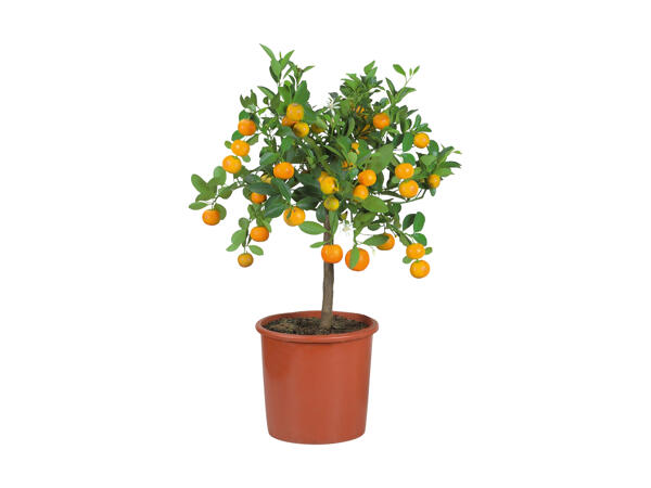 Opstammede citrusplanter