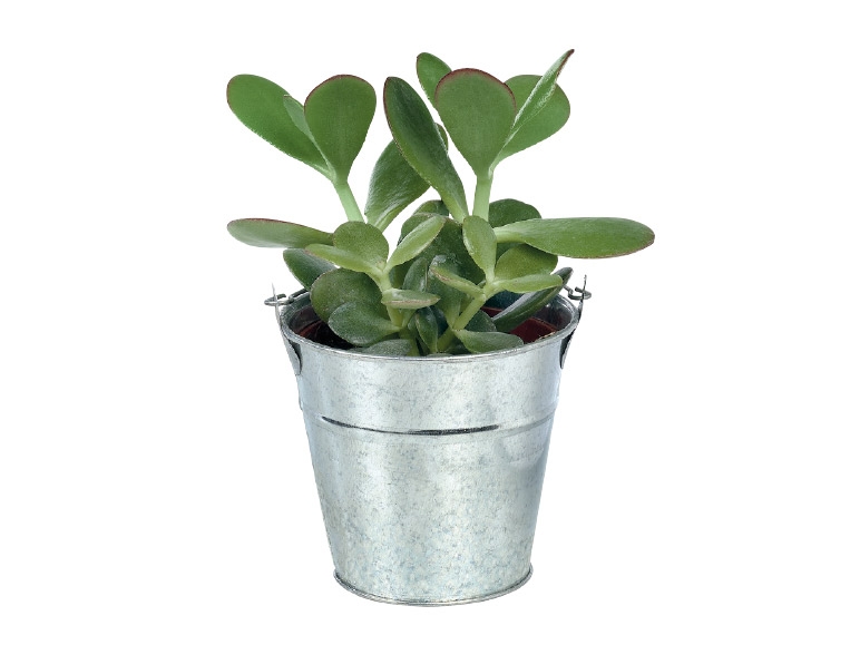 Cacti & Succulents in Zinc Bucket