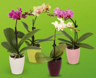Mini-Orchidee