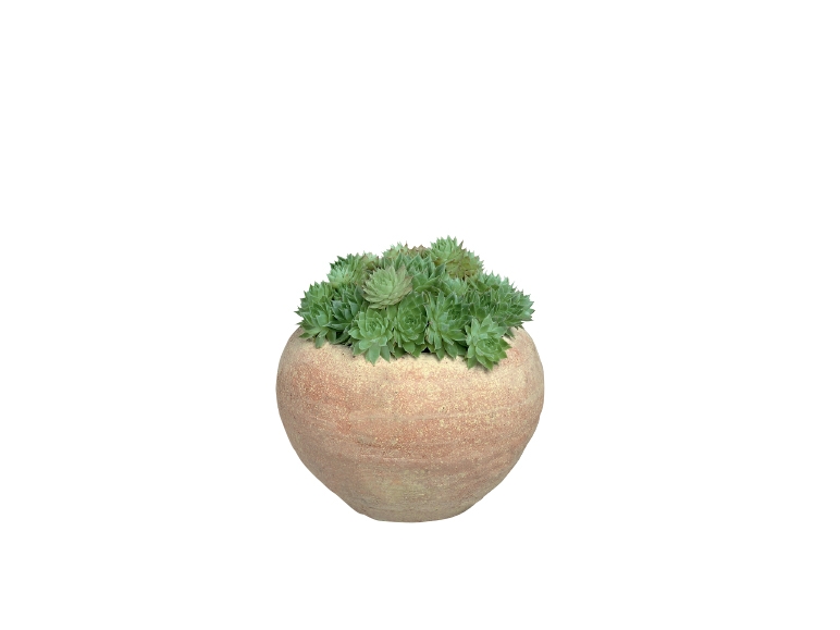 Plante grasse dans un pot en pierre