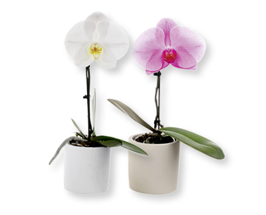 Orchidée Singolo