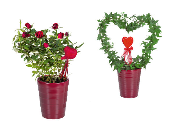 Vaso con pianta per San Valentino