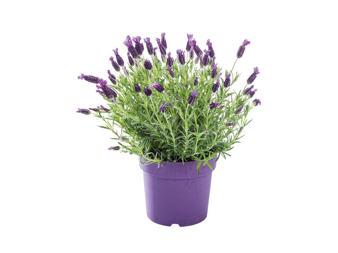 Lavendel XL