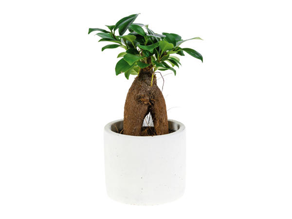 Easy Care Plant (Ceramic Pot)