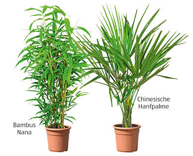 GARDENLINE(R) Palmen- und Bambussortiment