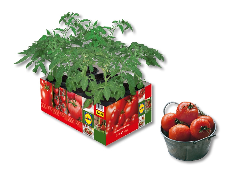 Plants de tomates (dés 12.5.)