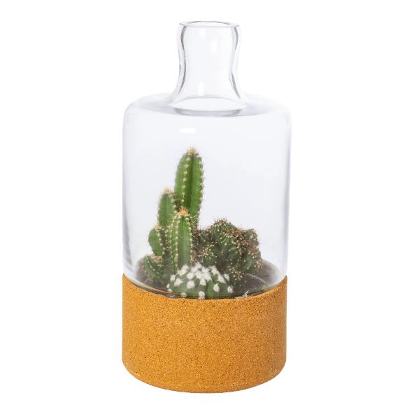 Cactus ou plantes grasses