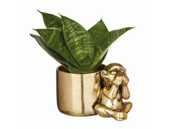 Plante grasse dans un pot en céramique décoré d'un singe
