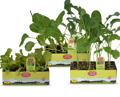 ZURÜCK ZUM URSPRUNG Bio-Salat-/Gemüsepflanze aus Österreich