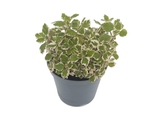 Plectranthus - pianta profumo incenso antizanzara